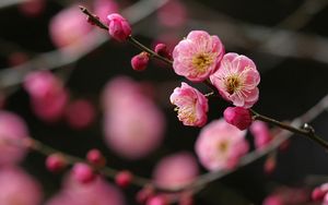 Preview wallpaper flower, branch, plant, bright, spring