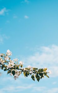 Preview wallpaper flower, branch, spring, flowering, sky