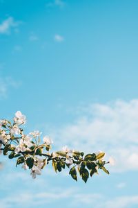 Preview wallpaper flower, branch, spring, flowering, sky