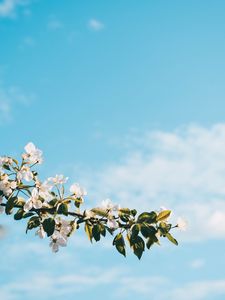 Preview wallpaper flower, branch, spring, flowering, sky