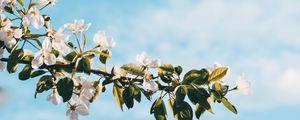 Preview wallpaper flower, branch, spring, flowering, sky