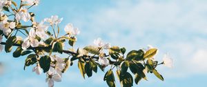 Preview wallpaper flower, branch, spring, flowering, sky