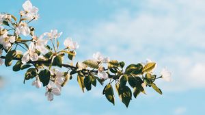 Preview wallpaper flower, branch, spring, flowering, sky