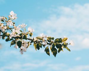 Preview wallpaper flower, branch, spring, flowering, sky
