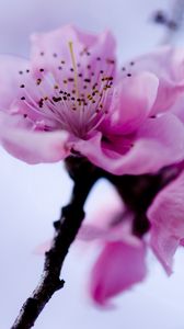 Preview wallpaper flower, branch, spring, flowering, plant