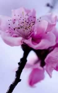 Preview wallpaper flower, branch, spring, flowering, plant