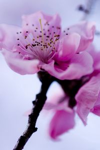 Preview wallpaper flower, branch, spring, flowering, plant