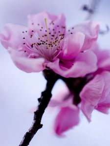 Preview wallpaper flower, branch, spring, flowering, plant