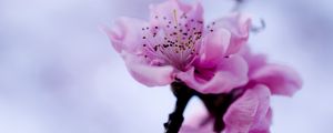 Preview wallpaper flower, branch, spring, flowering, plant