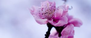 Preview wallpaper flower, branch, spring, flowering, plant