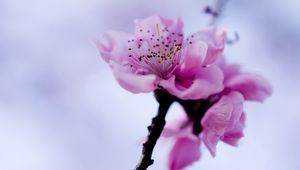 Preview wallpaper flower, branch, spring, flowering, plant