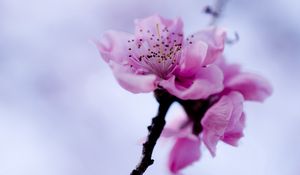 Preview wallpaper flower, branch, spring, flowering, plant