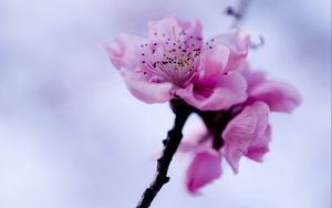 Preview wallpaper flower, branch, spring, flowering, plant