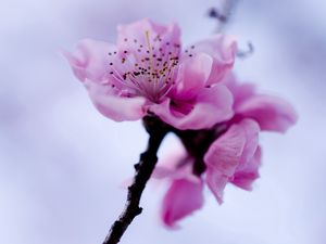 Preview wallpaper flower, branch, spring, flowering, plant