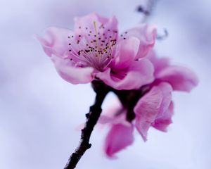 Preview wallpaper flower, branch, spring, flowering, plant