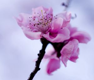 Preview wallpaper flower, branch, spring, flowering, plant