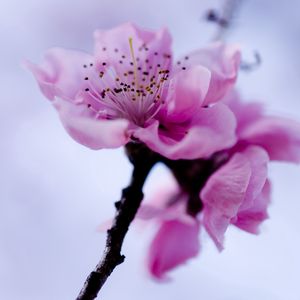 Preview wallpaper flower, branch, spring, flowering, plant