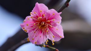 Preview wallpaper flower, branch, spring, petals