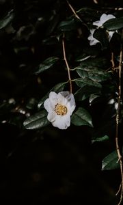 Preview wallpaper flower, branches, flowering, leaves, dark