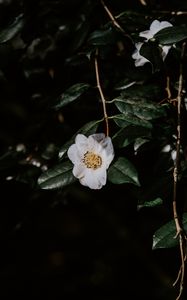 Preview wallpaper flower, branches, flowering, leaves, dark
