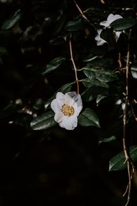 Preview wallpaper flower, branches, flowering, leaves, dark