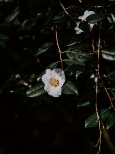 Preview wallpaper flower, branches, flowering, leaves, dark