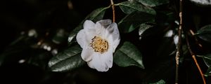Preview wallpaper flower, branches, flowering, leaves, dark