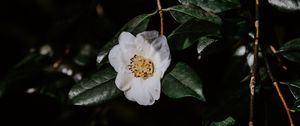 Preview wallpaper flower, branches, flowering, leaves, dark
