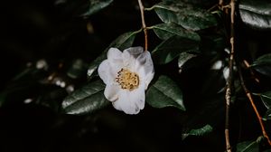 Preview wallpaper flower, branches, flowering, leaves, dark