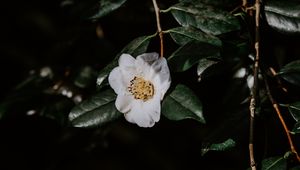 Preview wallpaper flower, branches, flowering, leaves, dark