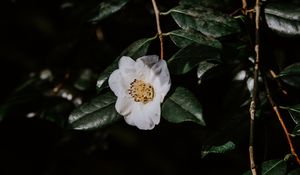 Preview wallpaper flower, branches, flowering, leaves, dark