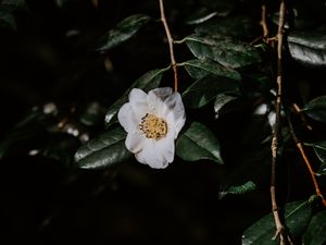 Preview wallpaper flower, branches, flowering, leaves, dark