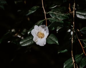 Preview wallpaper flower, branches, flowering, leaves, dark