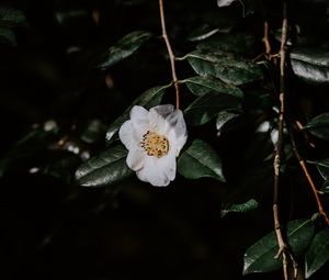 Preview wallpaper flower, branches, flowering, leaves, dark