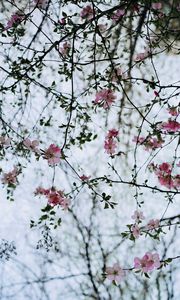 Preview wallpaper flower, branches, flowering, bush