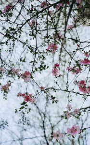 Preview wallpaper flower, branches, flowering, bush
