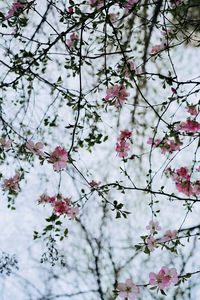 Preview wallpaper flower, branches, flowering, bush