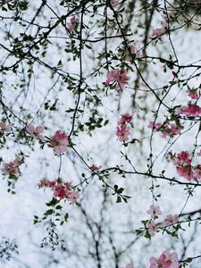 Preview wallpaper flower, branches, flowering, bush