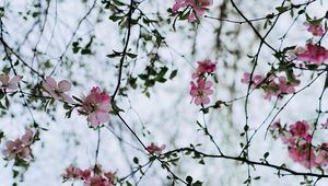 Preview wallpaper flower, branches, flowering, bush