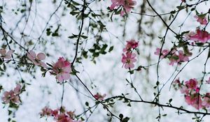 Preview wallpaper flower, branches, flowering, bush