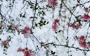 Preview wallpaper flower, branches, flowering, bush