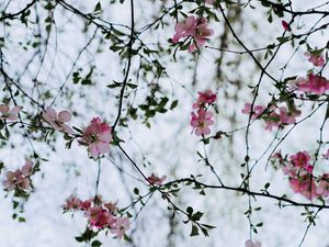 Preview wallpaper flower, branches, flowering, bush