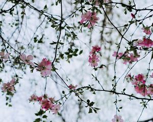 Preview wallpaper flower, branches, flowering, bush