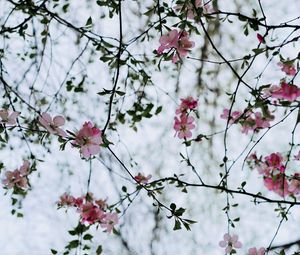 Preview wallpaper flower, branches, flowering, bush