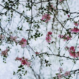 Preview wallpaper flower, branches, flowering, bush