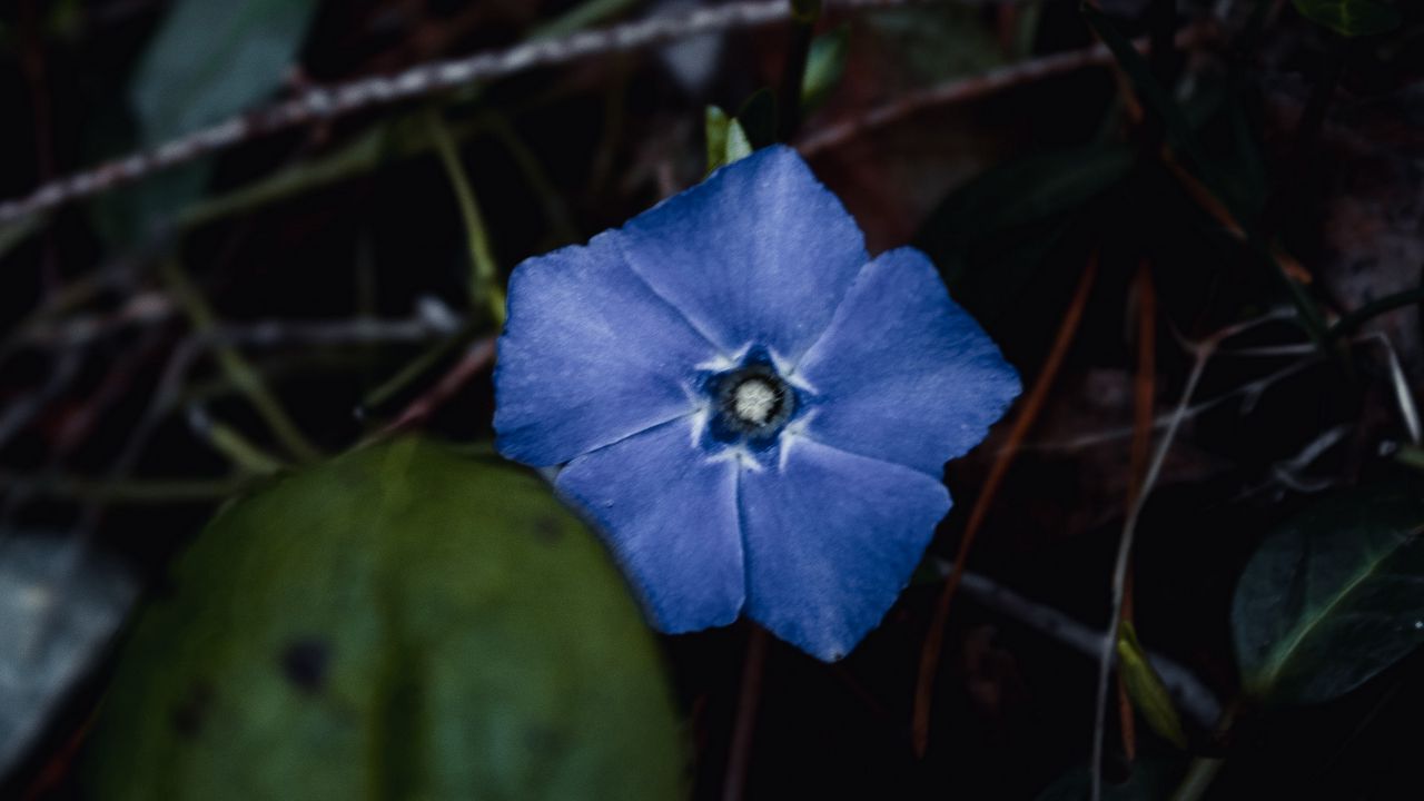 Wallpaper flower, branches, leaves, macro, blue