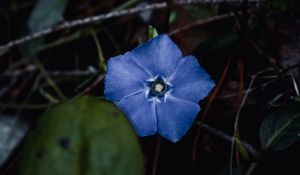 Preview wallpaper flower, branches, leaves, macro, blue