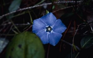 Preview wallpaper flower, branches, leaves, macro, blue