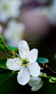 Preview wallpaper flower, branches, leaves, blossoms, spring