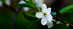 Preview wallpaper flower, branches, leaves, blossoms, spring